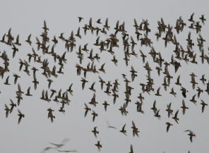 Rainham Marshes Birds
