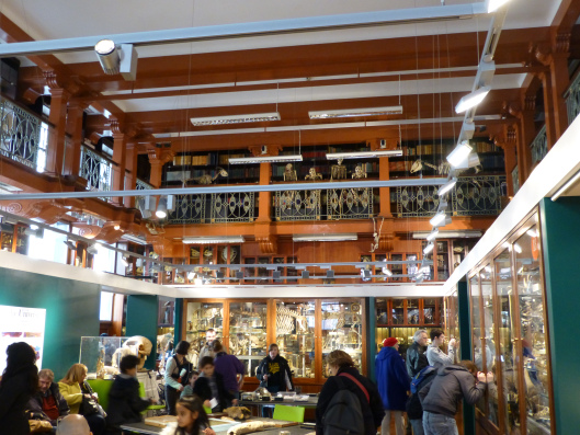 Grant Museum of Zoology Interior