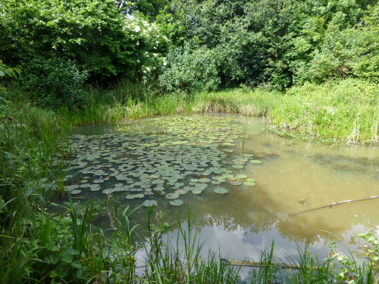 One of Gillespie Park's ponds